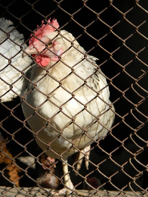 杯比赛中爆 杯比赛中爆